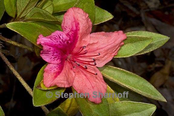 rhododendron simsii sect tsutsusi 1 graphic